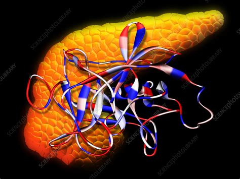 ELASTASE PANCREÁTICA